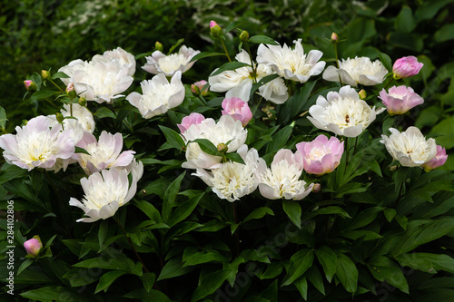 Flowering peony Bush in the garden. White and Pink Peony flowers in the garden