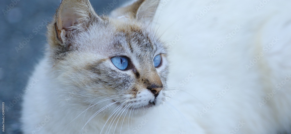 青い目の猫 Stock 写真 Adobe Stock