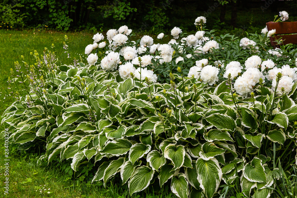 Naklejka premium Beautiful white peonies in the garden. Flowering white peonies in the garden. Growing peonies.