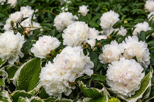 Beautiful white peonies in the garden. Flowering white peonies in the garden. Growing peonies. © Flower_Garden