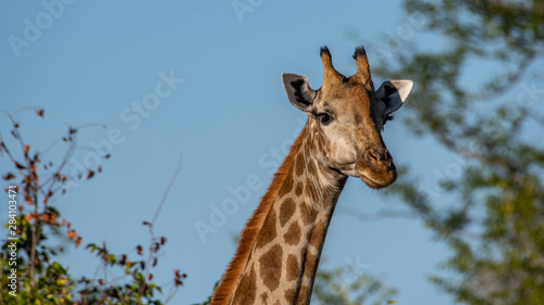 Male giraffe