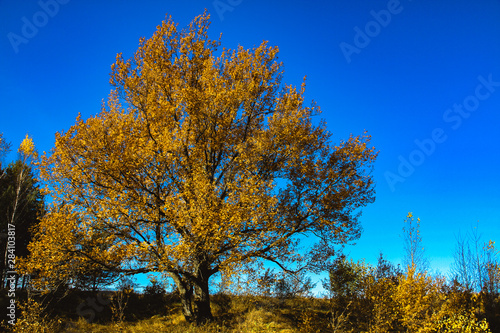 Autumn oak with golden foliage on a background of blue clear sky