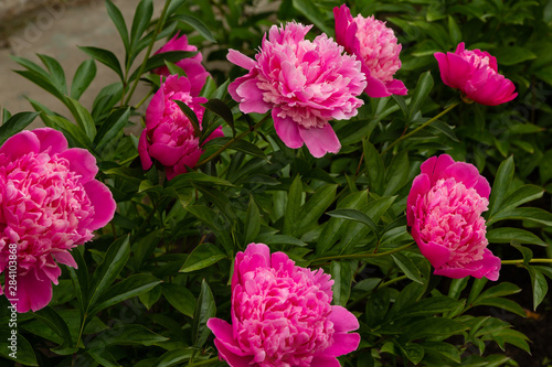Abundant flowering pink or purple peonies in the garden. Beautiful peony flowers. © Flower_Garden