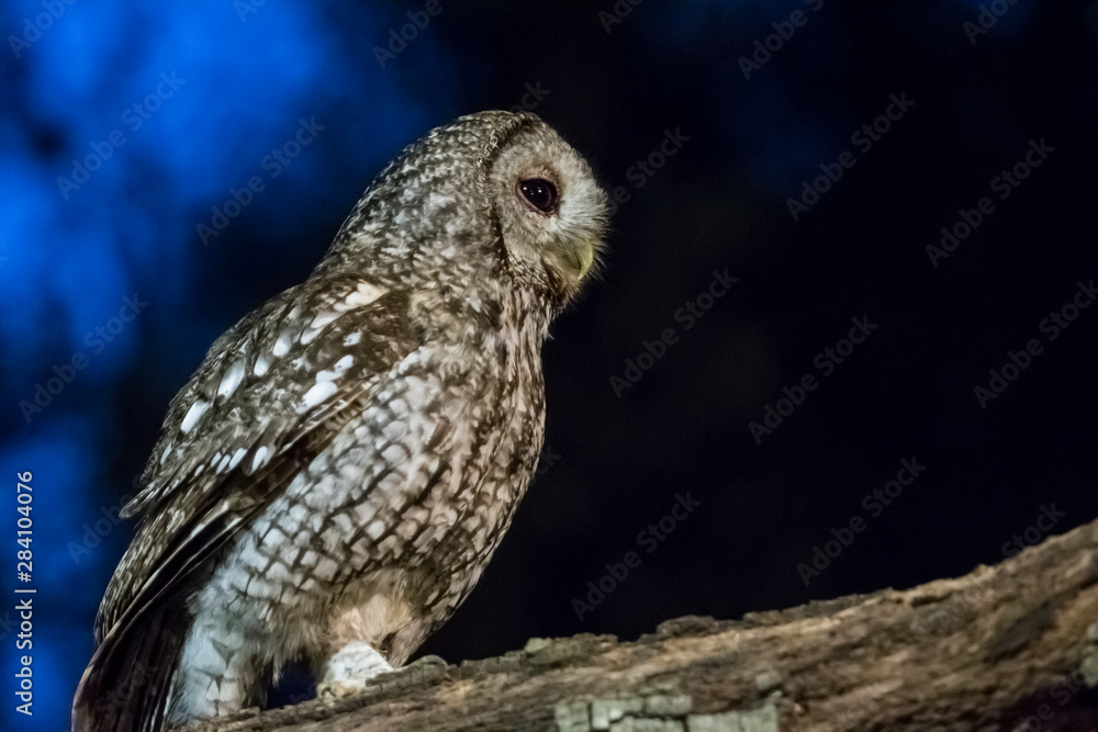 Fototapeta premium Tawny owl at night.