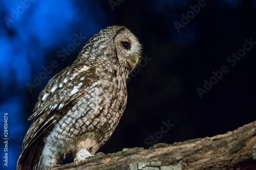 Tawny owl at night.