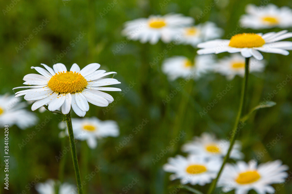 Daisies on a green meadow. Flower background with camomile (chamomile) and green grass Daisies on a green meadow. Flower background with camomile (chamomile) and green grass