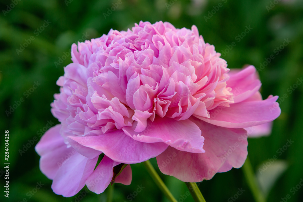 Pink flowers peonies flowering on background pink peonies. Peonies garden. Pink flowers peonies flowering on background pink peonies. Peonies garden.