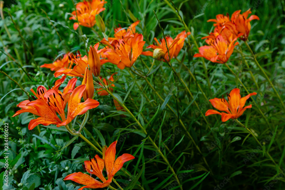 The orange flowers are Asiatic lilies (asiatic gybrids) in the garden for natural background The orange flowers are Asiatic lilies (asiatic gybrids) in the garden for natural background