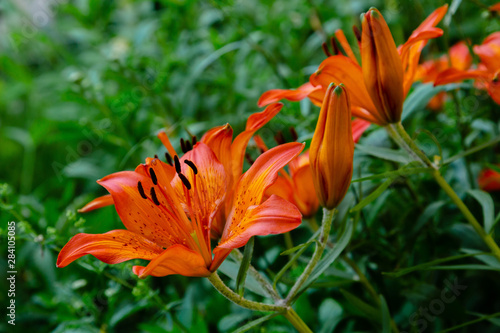 The orange flowers are Asiatic lilies  asiatic gybrids  in the garden for natural background
