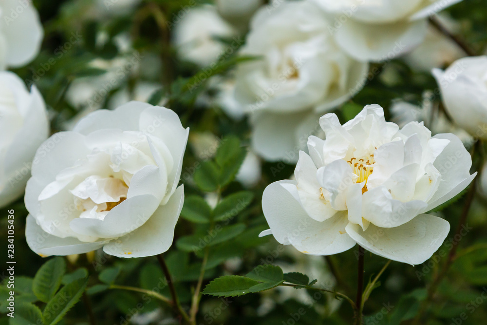 Obraz premium White wild rose (Rosa rugosa) in the garden