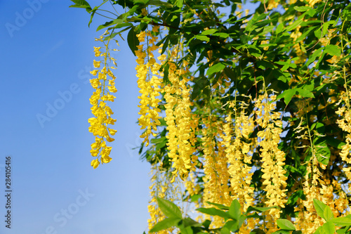 Fototapeta Naklejka Na Ścianę i Meble -  Beautiful bright yellow flowers of wisteria