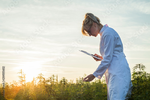 Scientist observing CBD hemp plants on marijuana field and taking notes