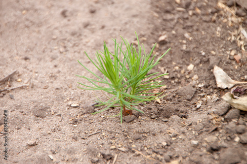 young plant in soil