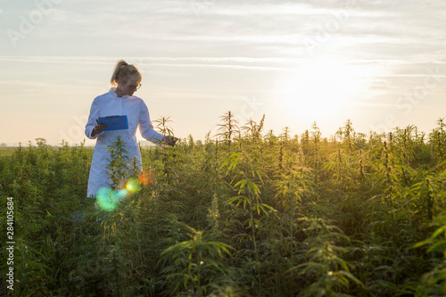 Scientist observing CBD hemp plants on marijuana field and taking notes photo