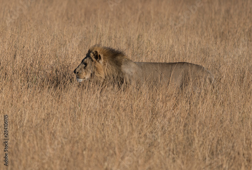 Adult male lion is mostly hidden in the short dry grass while it prowls for food in Botswana © mindstorm