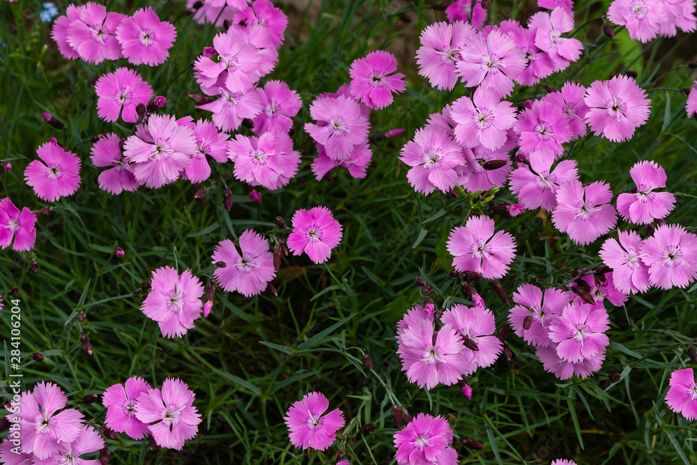 Dianthus plumarius Dianthus plumarius
