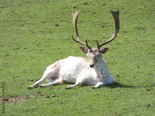 cerf