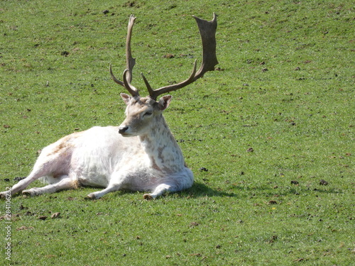 cerf