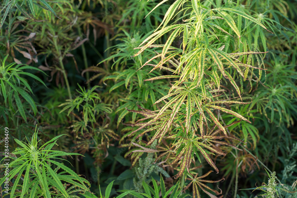 Example of bad marijuana CBD hemp plants field. Example of bad marijuana CBD hemp plants field.