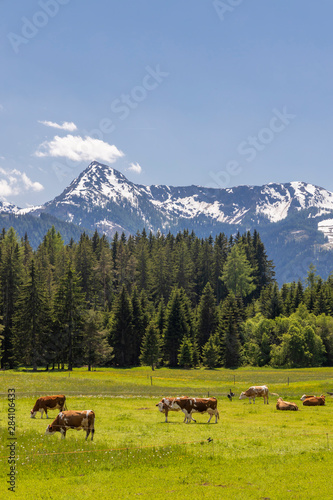 Herd of cows  Schladming Tauern  Austria
