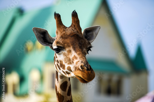 Portrait of a giraffe © The Len
