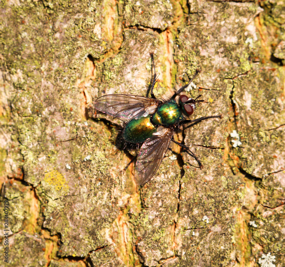 Macro, Nahaufnahme einer Fliege, Insekt Macro, Nahaufnahme einer Fliege, Insekt