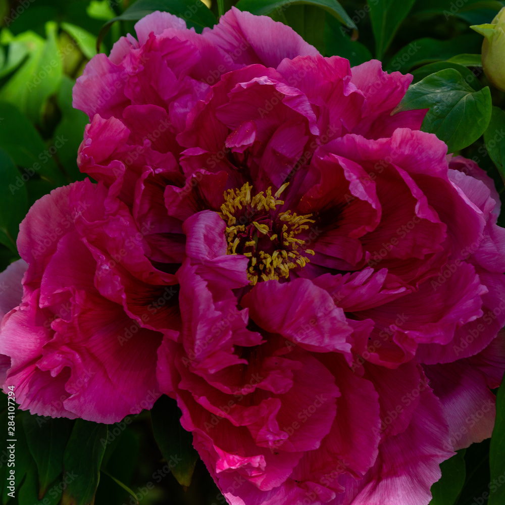 Peony tree (Paeonia x suffruticosa), or semi-shrub is a hybrid species belonging to the genus peony of the family peony Peony tree (Paeonia x suffruticosa), or semi-shrub is a hybrid species belonging to the genus peony of the family peony