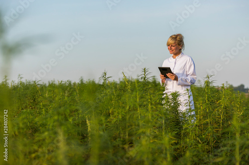 Scientist observing CBD hemp plants on marijuana field and writing results in tablet