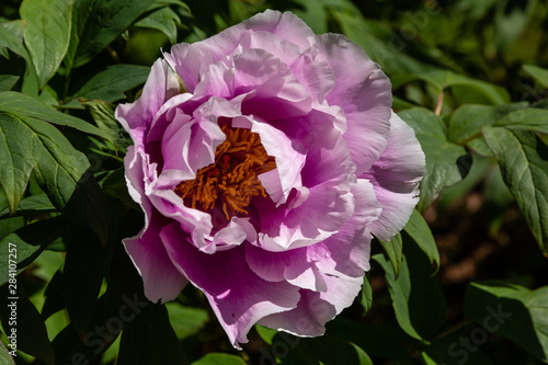 Peony tree  Paeonia x suffruticosa   or semi-shrub is a hybrid species belonging to the genus peony of the family peony