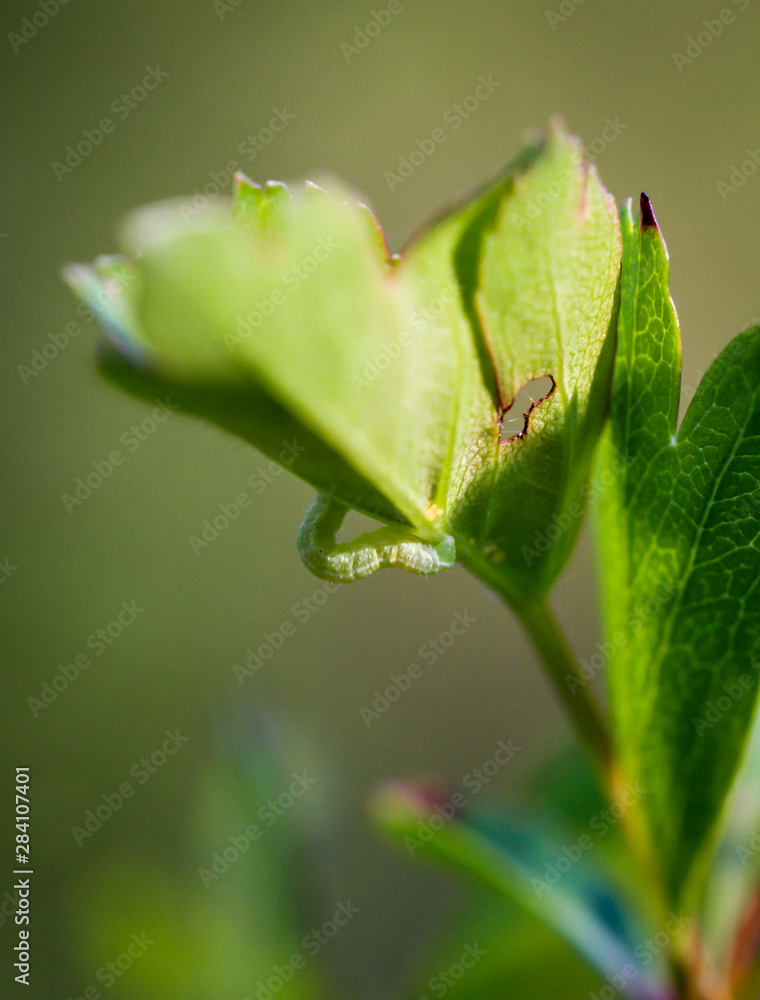 Raupe eines Schmetterlings am Blatt hängend Raupe eines Schmetterlings am Blatt hängend