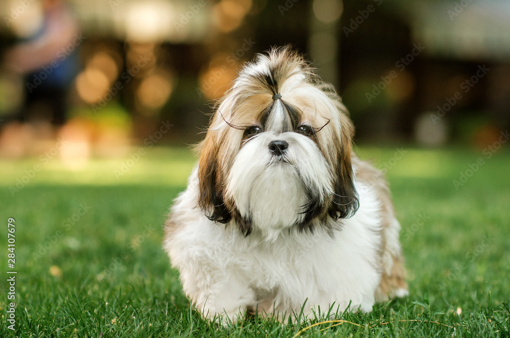 Lovely Shih Tzu Lovely Shih Tzu