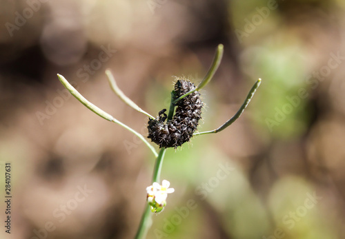Ameisenlöwe, Larve eines Marienkäfers