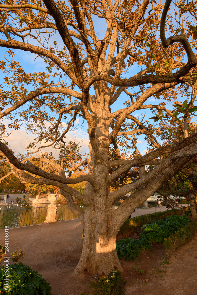 Trees with green leaves in the garden of the Parterre in autumn Trees with green leaves in the garden of the Parterre in autumn