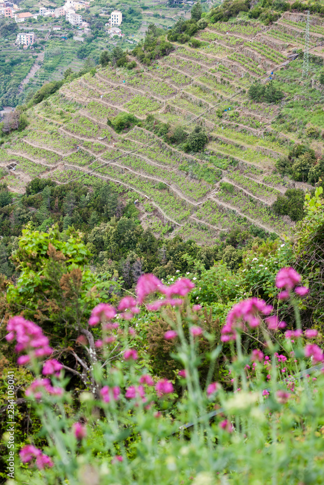 vineyards on Coast, Cinque Terre, Italy vineyards on Coast, Cinque Terre, Italy