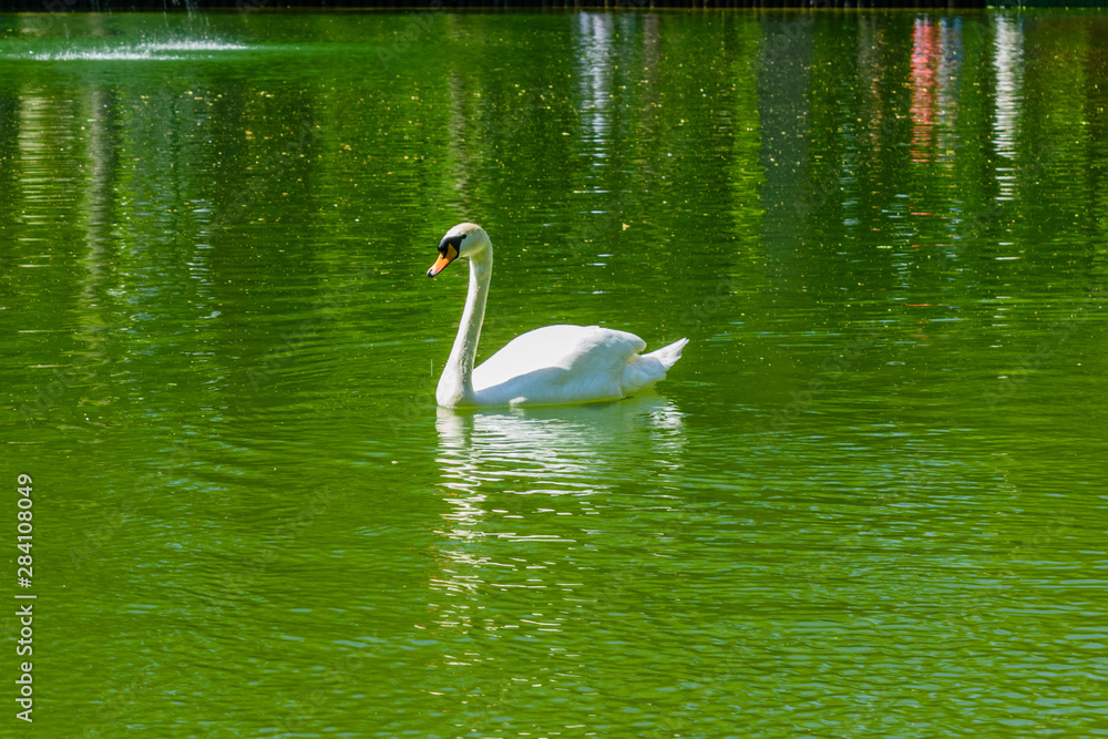 White swan in pond at city park White swan in pond at city park