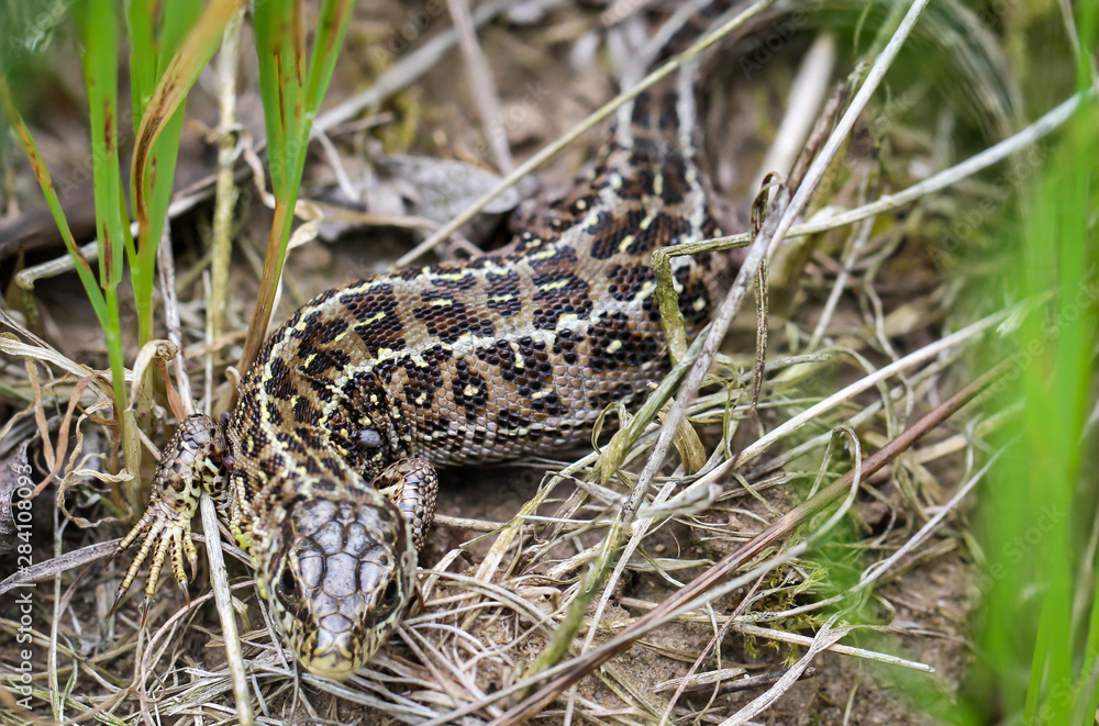 eine weibliche Zauneidechse im Gras eine weibliche Zauneidechse im Gras
