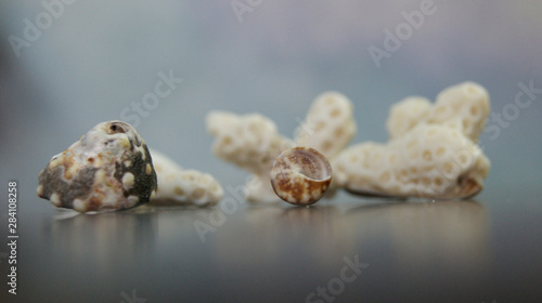 sea shells beautiful close up as background 