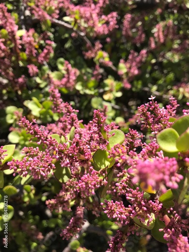 pink flowers in garden