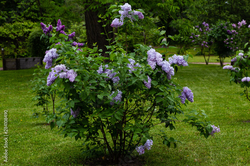 Fototapeta Naklejka Na Ścianę i Meble -  Blooming lilac (лат. Syringa) in the garden. Beautiful blue lilac flowers on natural background.