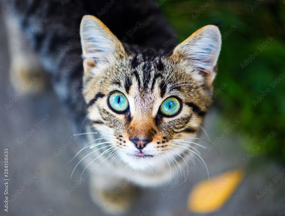 cat with amazing eyes cat with amazing eyes
