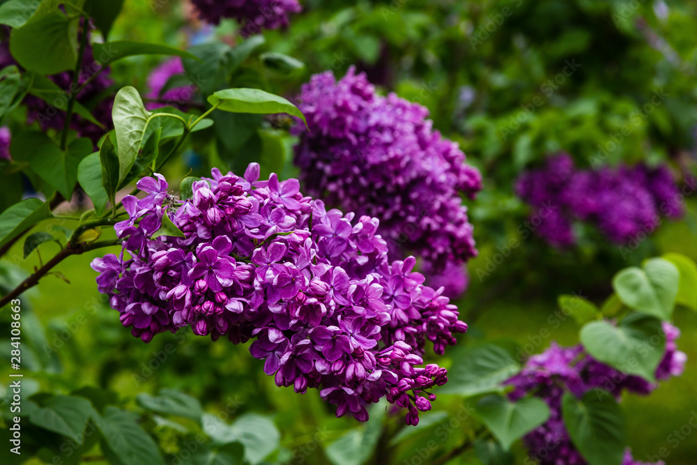 Blooming lilac (лат. Syringa) in the garden. Beautiful purple lilac flowers on natural background. Blooming lilac (лат. Syringa) in the garden. Beautiful purple lilac flowers on natural background.