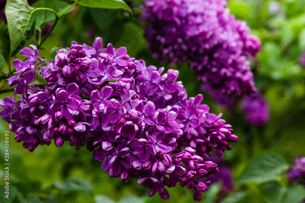 Obraz premium Blooming lilac (лат. Syringa) in the garden. Beautiful purple lilac flowers on natural background.