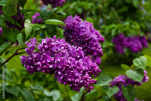 Blooming lilac        . Syringa  in the garden. Beautiful purple lilac flowers on natural background.