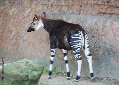 Okapi is a striped giraffe. In appearance the Okapi is similar to the Zebra, but the Okapi is a relative of the giraffe. Okapi is a species belonging to the order of cloven-hoofed, living in the trop