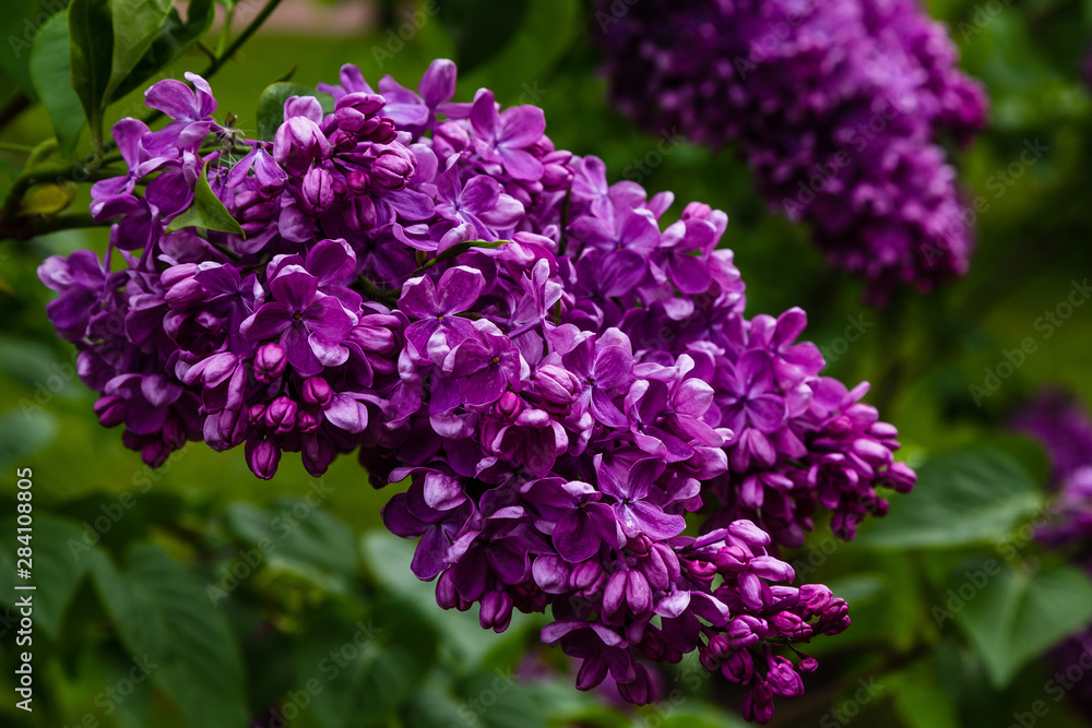 Blooming lilac (лат. Syringa) in the garden. Beautiful purple lilac flowers on natural background. Blooming lilac (лат. Syringa) in the garden. Beautiful purple lilac flowers on natural background.