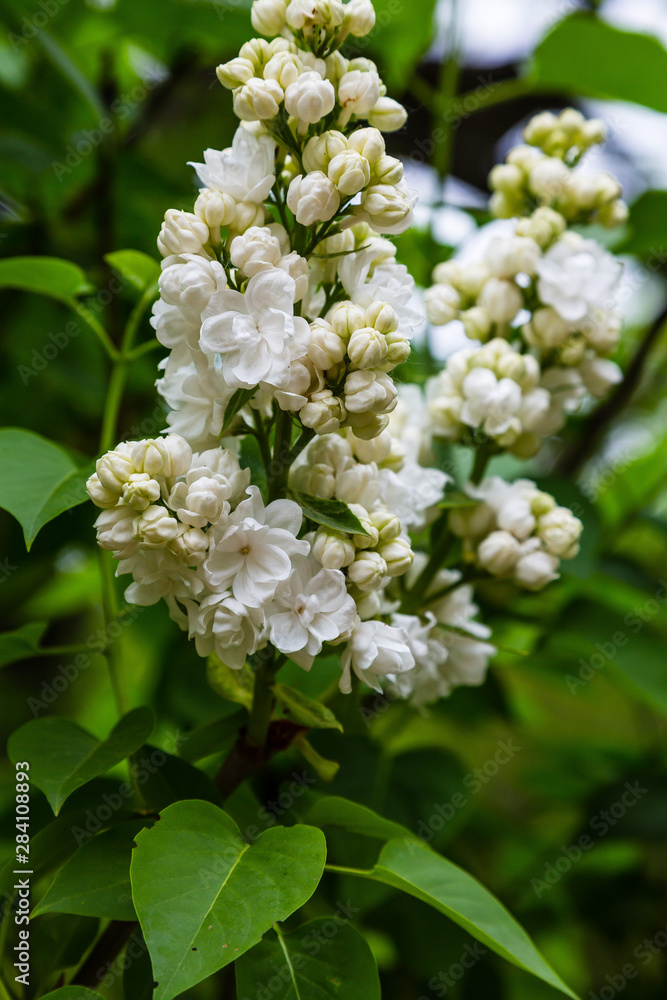 Blooming lilac (лат. Syringa) in the garden. Beautiful white lilac flowers on natural background. Blooming lilac (лат. Syringa) in the garden. Beautiful white lilac flowers on natural background.