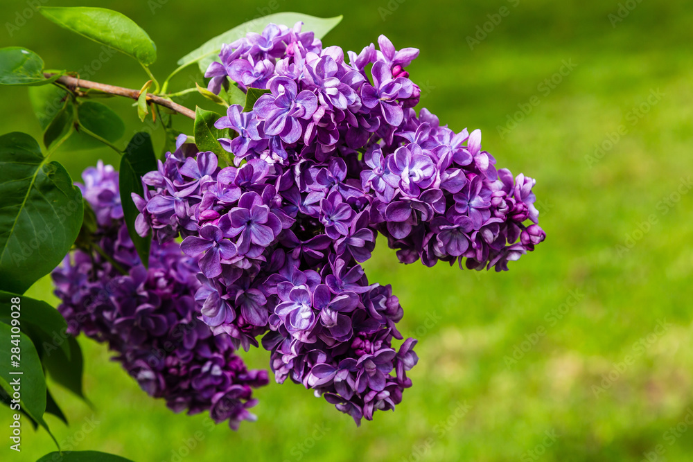 Blooming lilac (лат. Syringa) in the garden. Beautiful purple lilac flowers on natural background. Blooming lilac (лат. Syringa) in the garden. Beautiful purple lilac flowers on natural background.