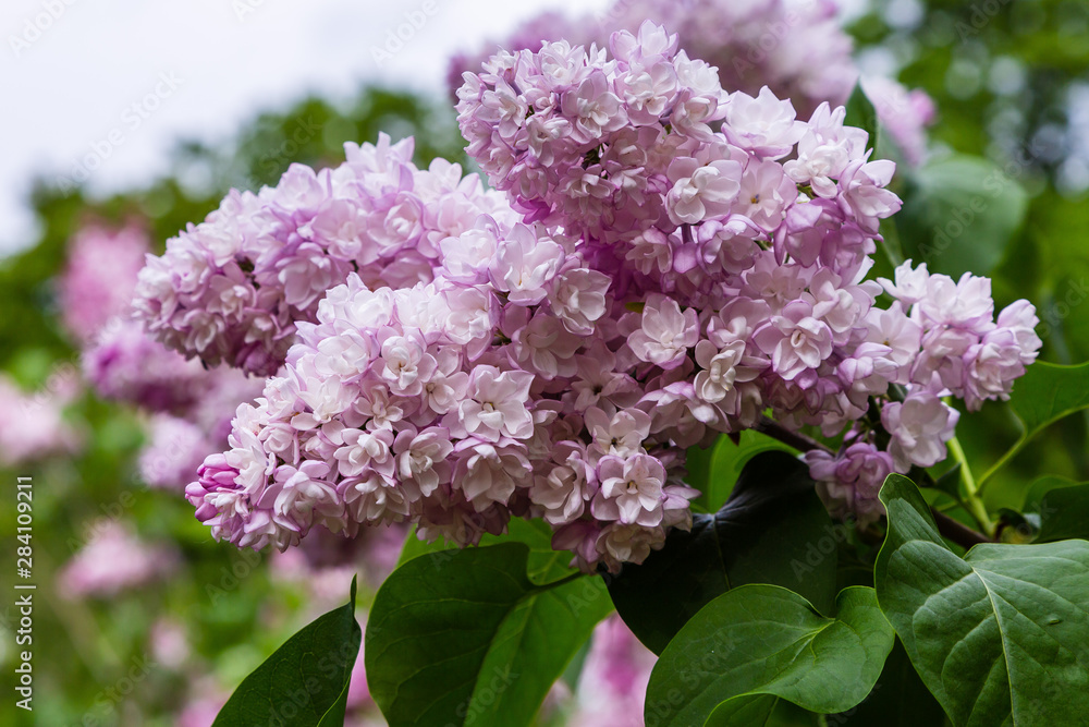 Blooming lilac (лат. Syringa) in the garden. Beautiful pink lilac flowers on natural background. Blooming lilac (лат. Syringa) in the garden. Beautiful pink lilac flowers on natural background.