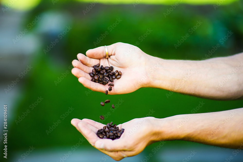 coffee beans in the hands of man