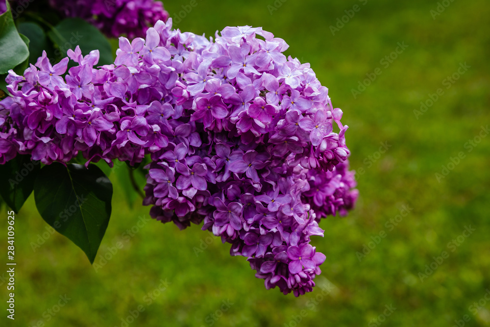 Blooming lilac (лат. Syringa) in the garden. Beautiful purple lilac flowers on natural background. Blooming lilac (лат. Syringa) in the garden. Beautiful purple lilac flowers on natural background.
